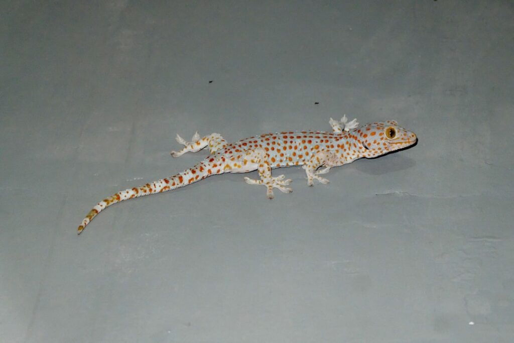brown and black lizard on white surface