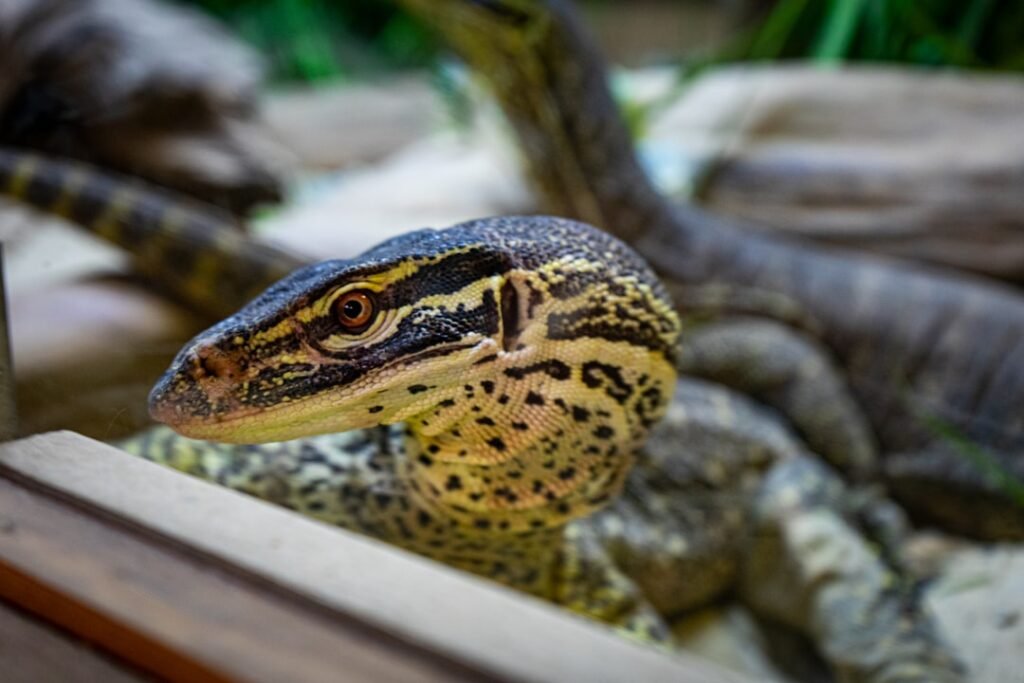 a close up of a small lizard in a cage
