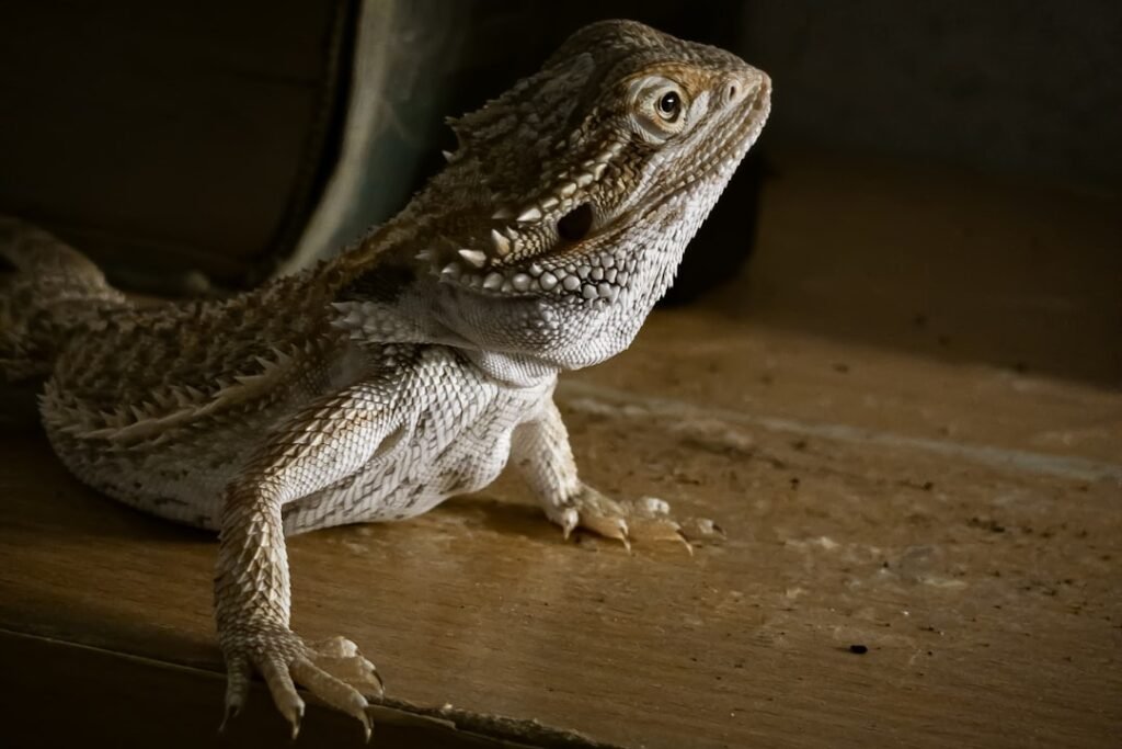 brown and gray bearded dragon on brown wooden surface