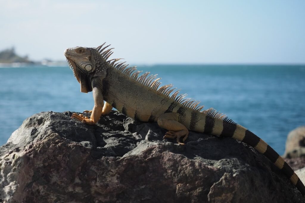 an iguana sitting on a rock near the ocean