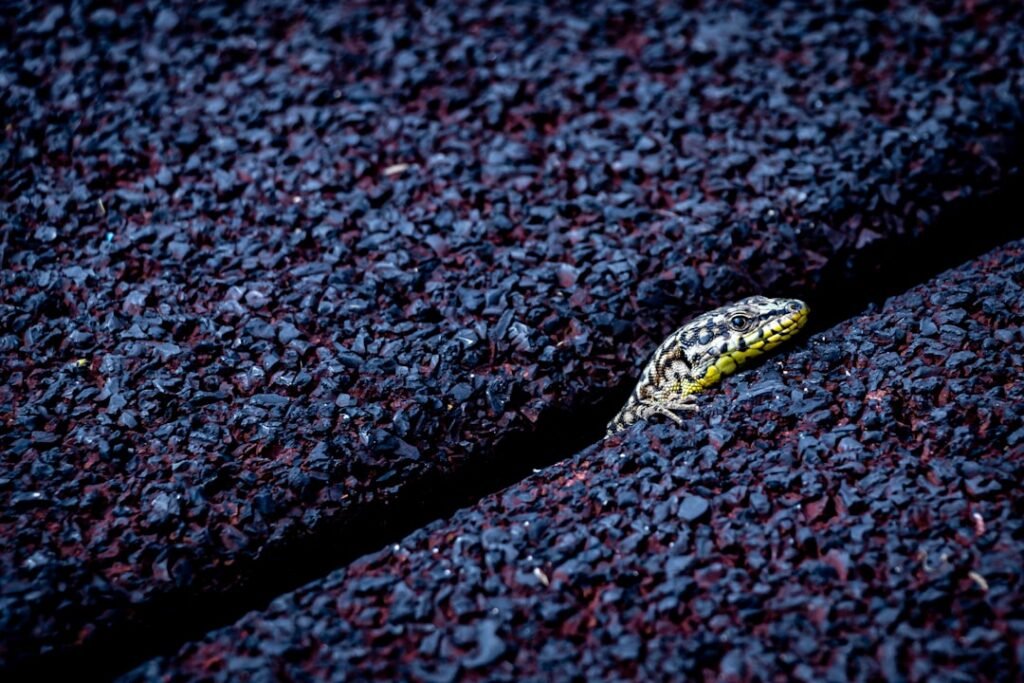 a small yellow and black insect crawling on a black surface