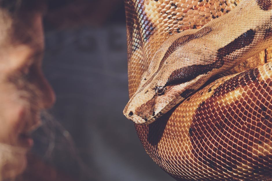A detailed close-up of a python showcasing its intricate scale patterns and vibrant coloration.