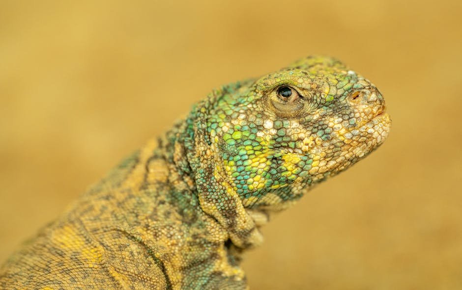 Detailed close-up of an ornate mastigure lizard showcasing its colorful scales.