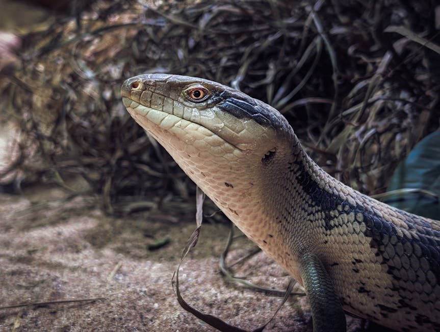 Close-up photo of a Blue-Tongued Skink showcasing its vibrant scales and natural surroundings.