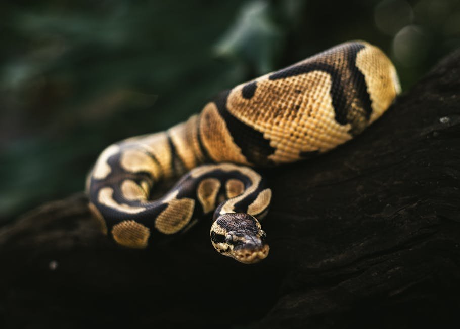 Vibrant ball python resting on a log under dim lighting.
