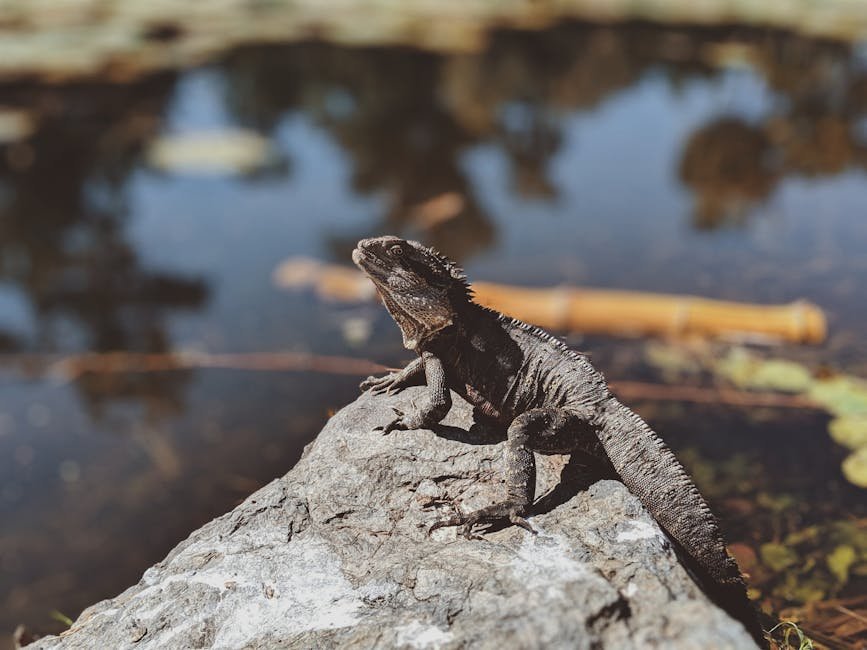 A vivid capture of an Australian water dragon perched on a rock near a tranquil pond.