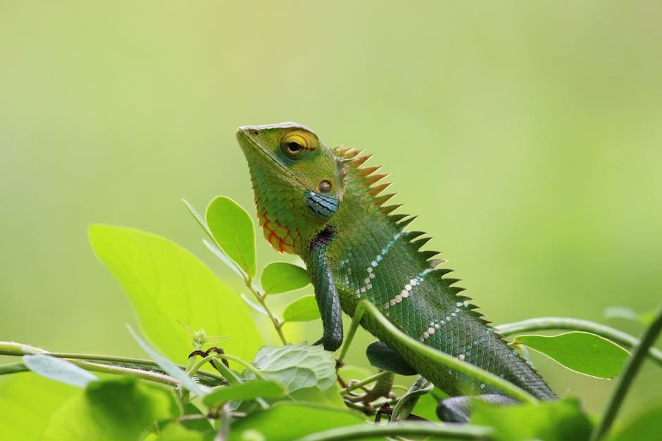 Close-up of a vibrant green chameleon resting on lush green leaves outdoors.