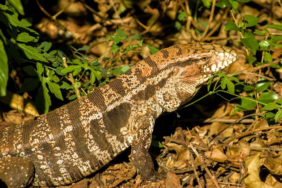 Captivating image of an Argentine Tegu lizard basking in its natural habitat.