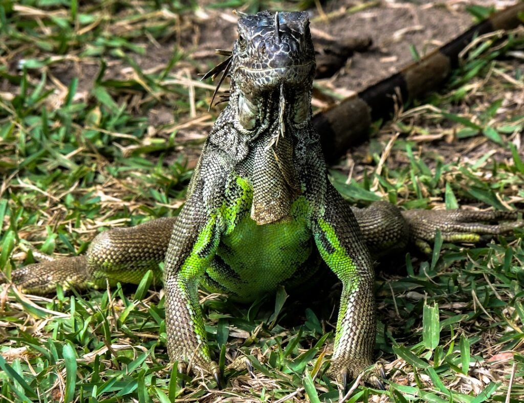 black and green lizard