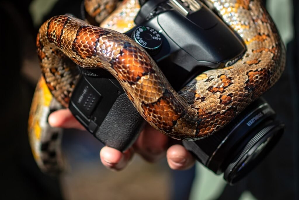 close-up of black Canon DSLR camera and snake
