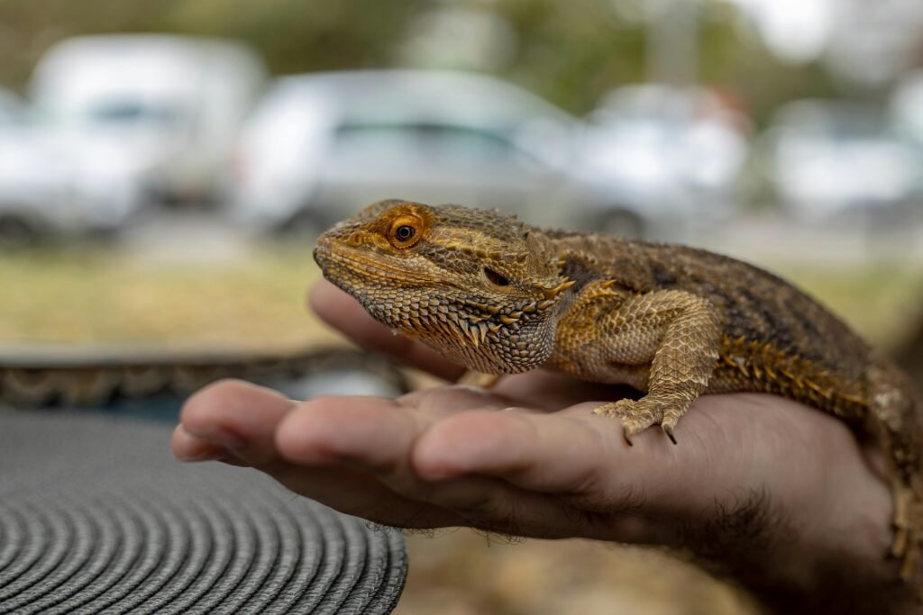 Close-up of a bearded dragon comfortably sitting on a person's hand, outdoors.