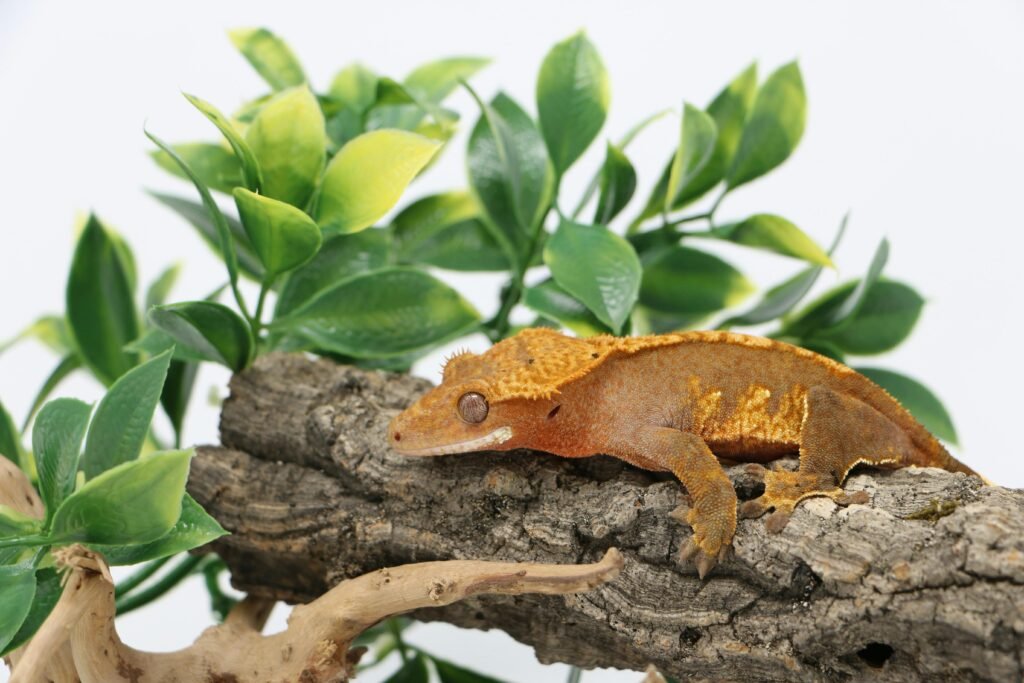 Close-up of a crested gecko resting on a branch surrounded by green foliage.