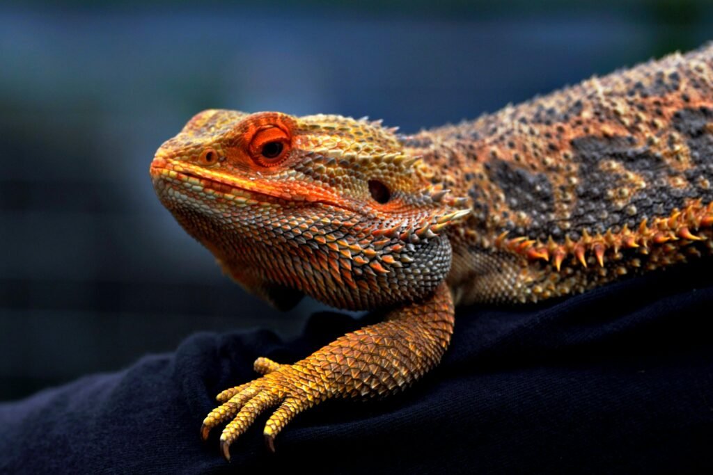 Close-up of a vibrant Bearded Dragon displaying its textured scales and vivid colors.