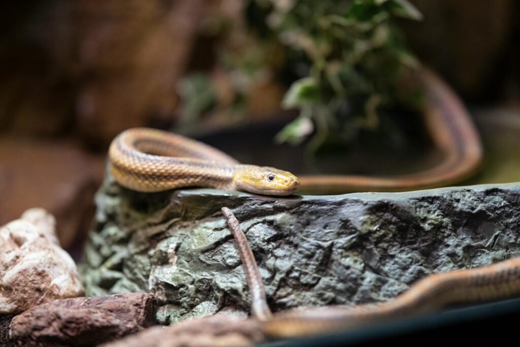 A detailed close-up of a snake resting on a rock, highlighting its textured scales.