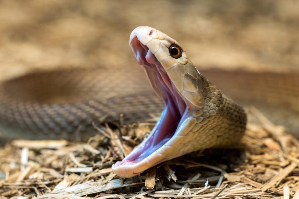Snake opens its mouth, ready to strike.