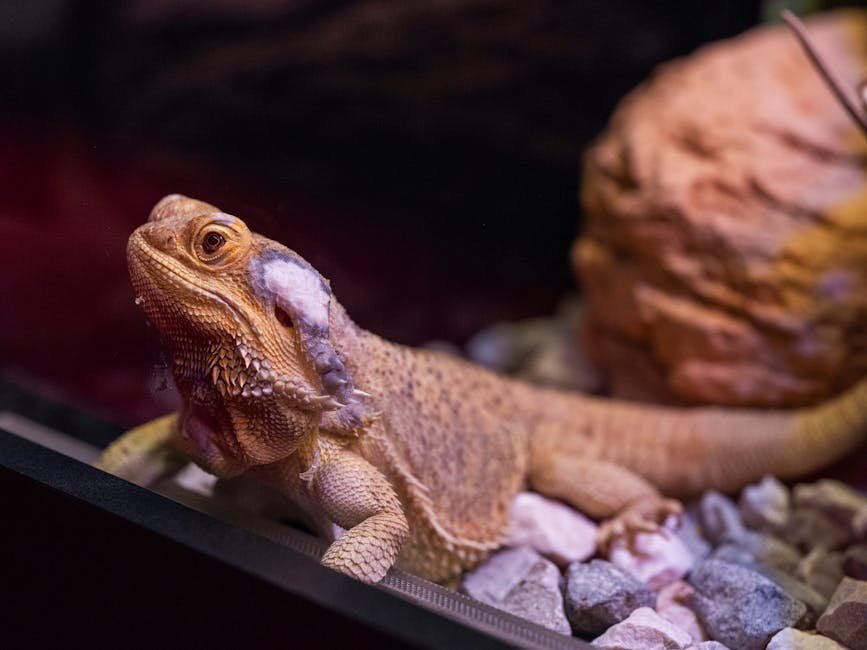 Close-up of a bearded dragon shedding skin in a glass terrarium.
