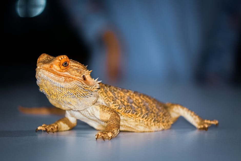 Detailed close-up of a bearded dragon lizard with vibrant colors.