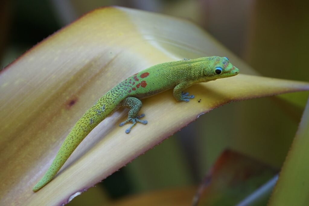 a green lizard sitting on top of a leaf